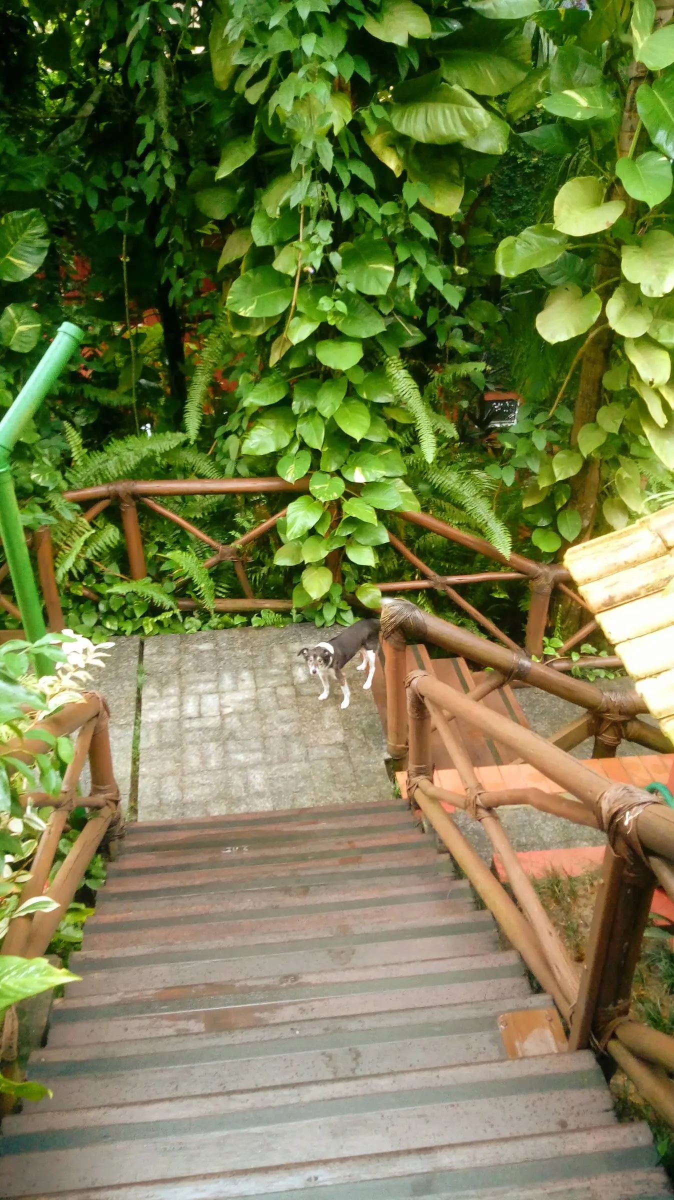 Escada de madeira no jardim com um cachorro passando