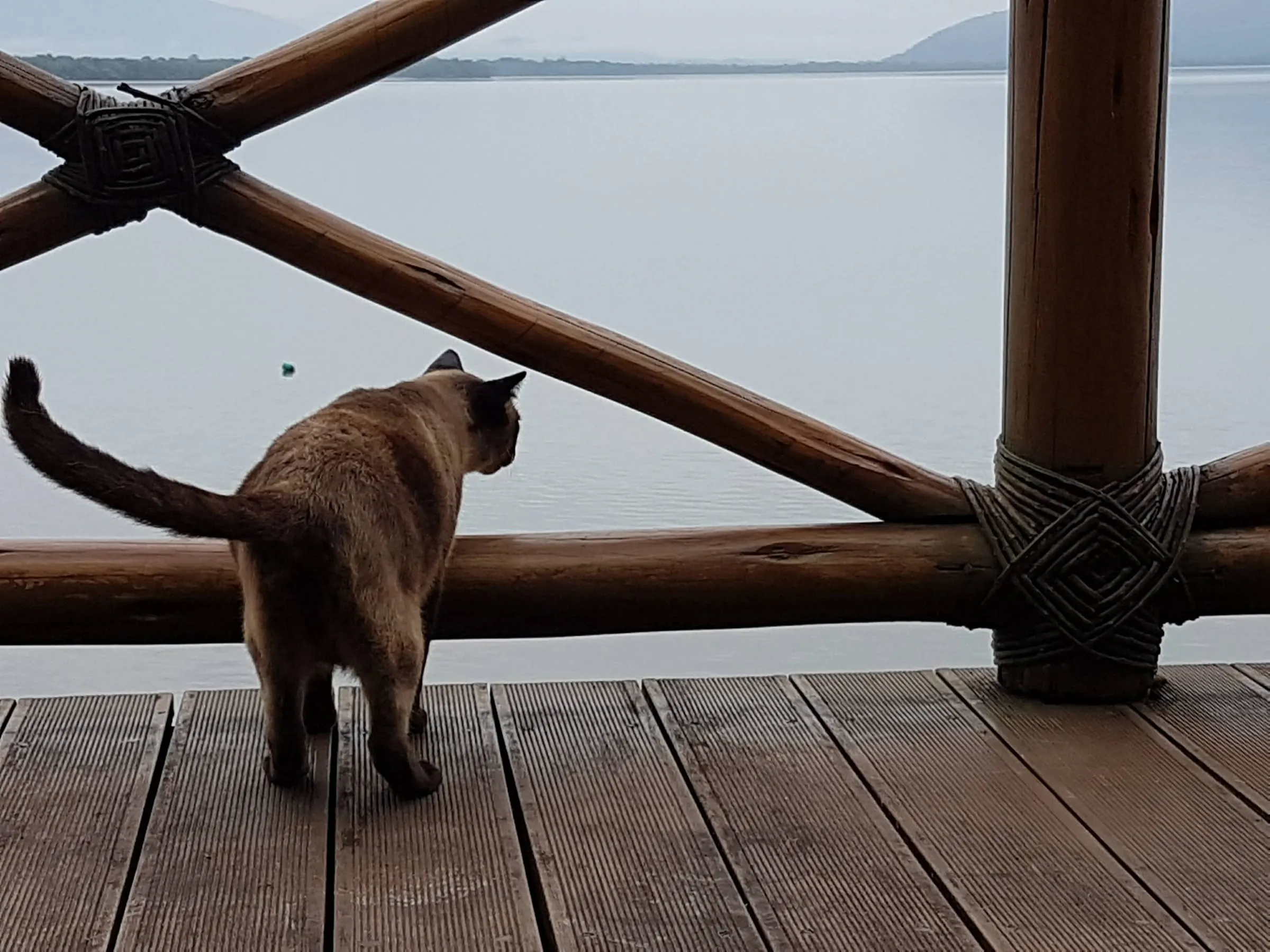 Gato observando a baía do alto do deck de madeira