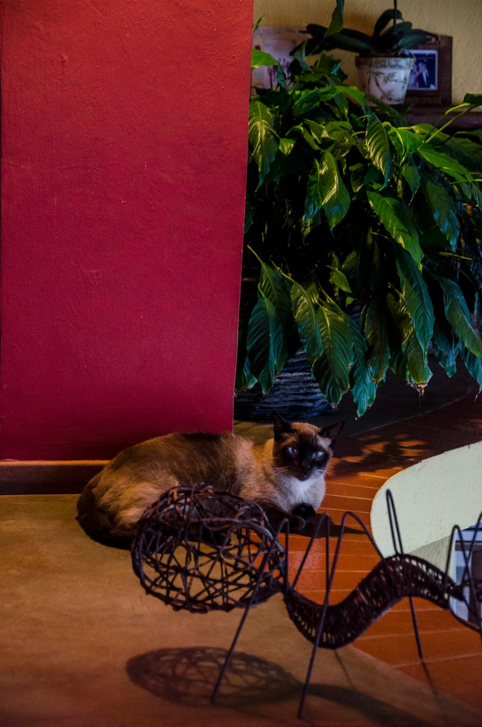 Gato da pousada descansando no jardim junto à parede vermelha