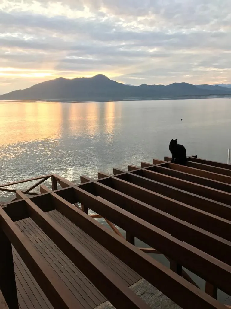 Gato preto sentado no deck ao amanhecer, com a baía ao fundo