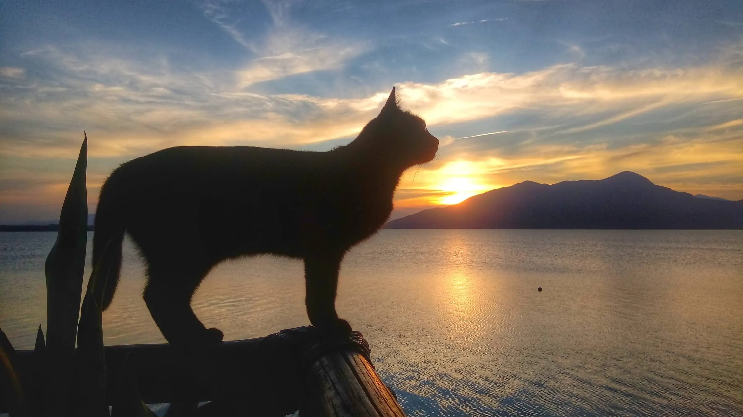 Silhueta do gato da pousada contra o pôr do sol