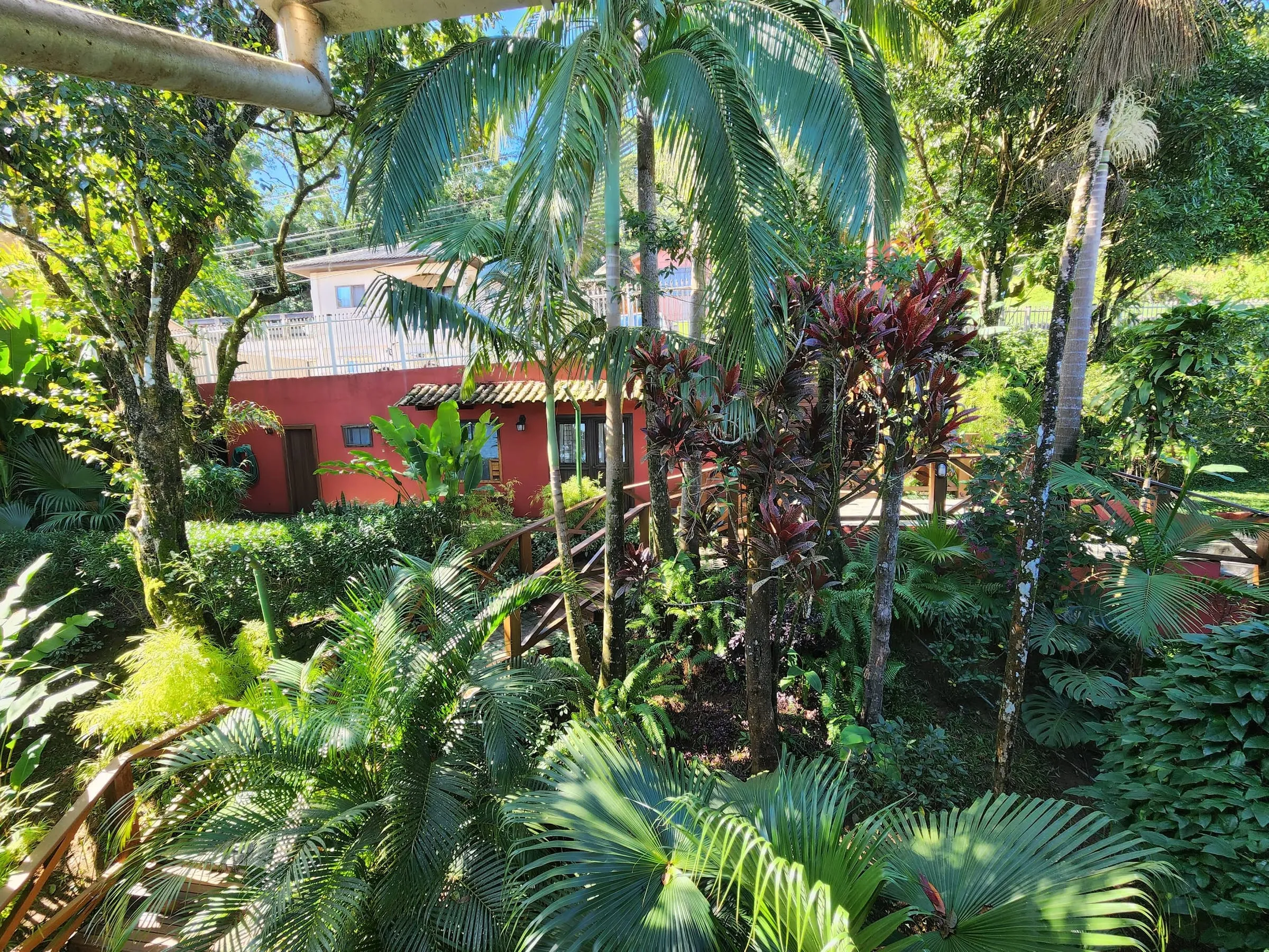Jardim tropical denso com palmeiras e folhagens variadas